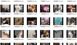 搞笑视频爆料素材网站,笑料百出！搞笑视频爆料网站带你领略欢乐瞬间