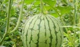 湖州网红吃瓜事件视频,一场网络热议的幕后真相揭秘